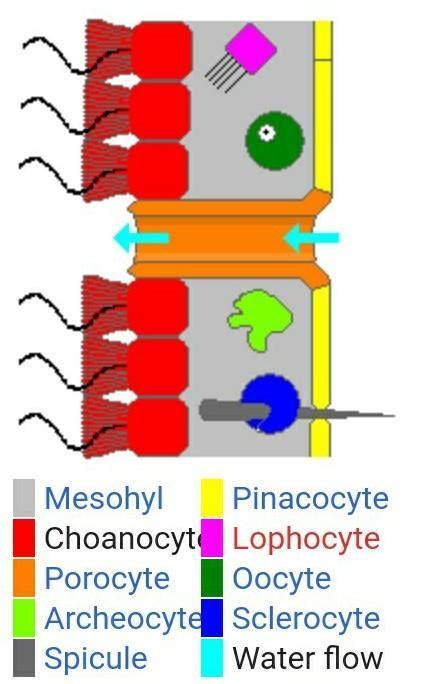 What are choanocyte? - Brainly.in