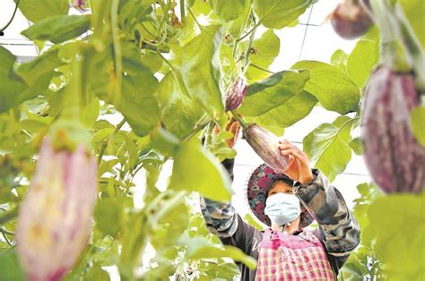 大农业 的图像结果
