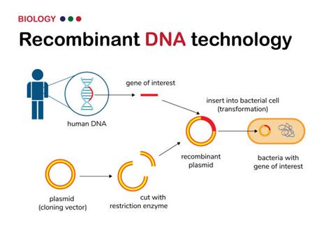 Define Recombinant 的图像结果