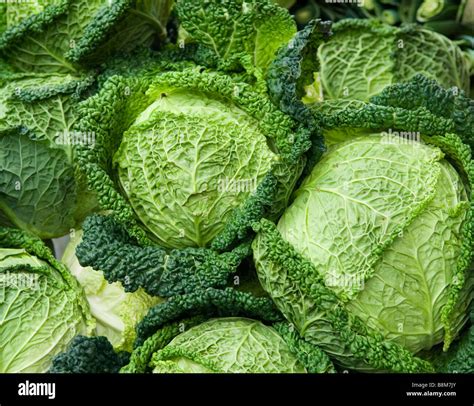 Heads of cabbage Stock Photo - Alamy