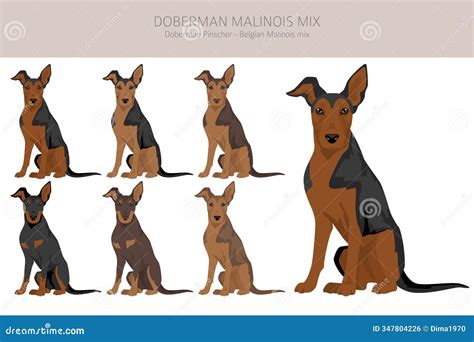Doberman Malinois Clipart. Belgian Malinois Doberman Pinscher Mix Stock ...