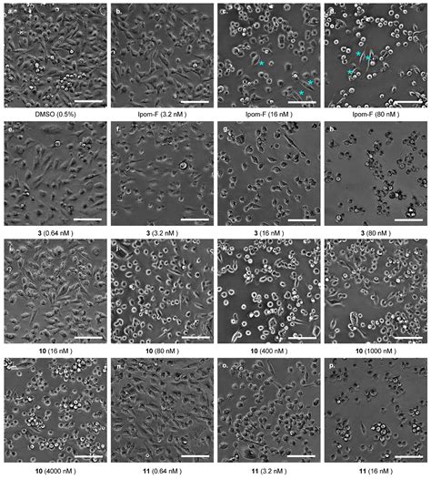 Structural Modifications Reveal Dual Functions of the C-4 Carbonyl ...