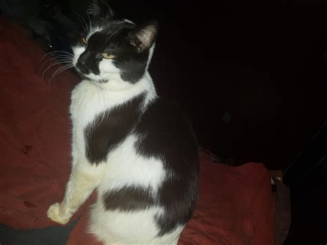 Patch Been a 3 legged cat since he was 1 year old he is now 10 and out ...
