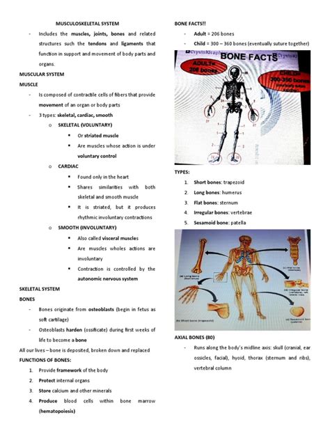 Image result for Introduction to Musculoskeletal System