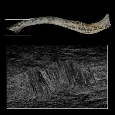 Early Europeans May Have Eaten Their Enemies’ Brains, Study Suggests