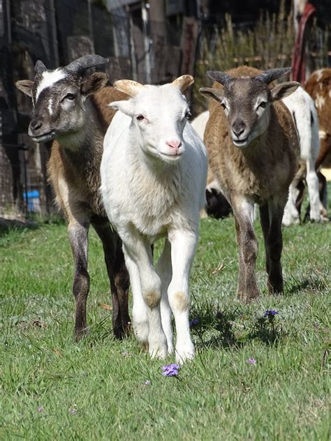 About Painted Desert Sheep – United Horned Hair Sheep Association