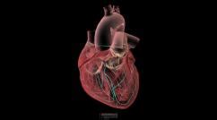 心电图 - 心脏和血管疾病 - 《默克诊疗手册家庭版》