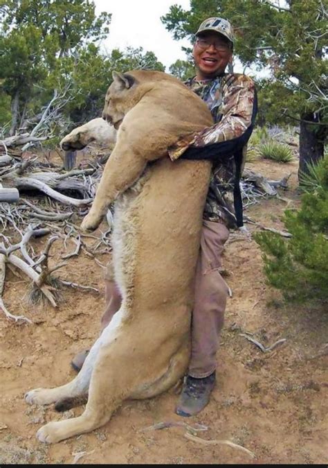 A 209 lb/94.8 kg male cougar in Arizona. This monster was strictly ...
