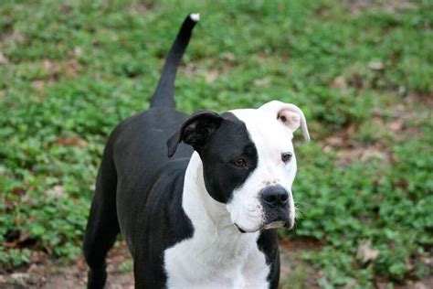 Boxer and Lab Mix 的图像结果