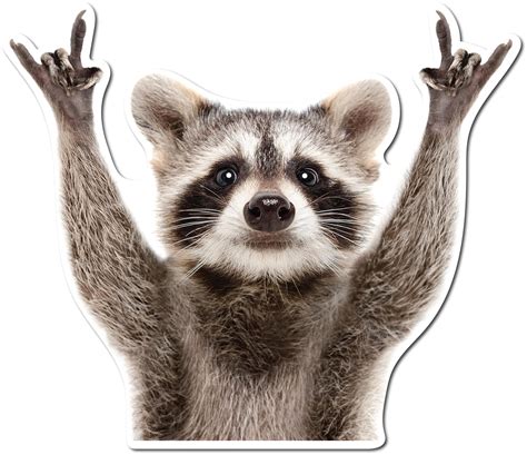 Rocking Raccoon Sticker, Funny Raccoon Cute Car Decal 5.5-Inches Decal Car Laptop Wall Window ...