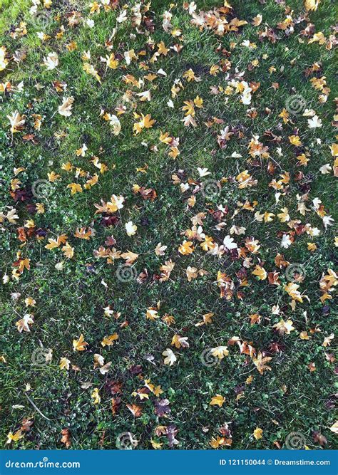 Leaves Litter the Ground after Falling. Stock Photo - Image of leaf ...