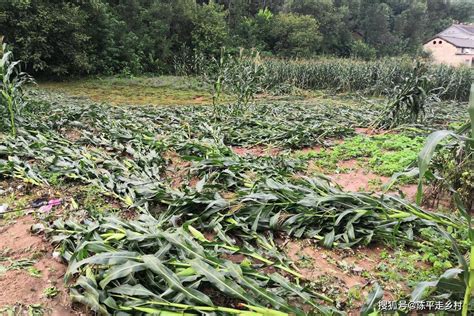 云南宁蒗县遭遇强对流天气 导致部分农作物受灾-高清图集-中国天气网云南站