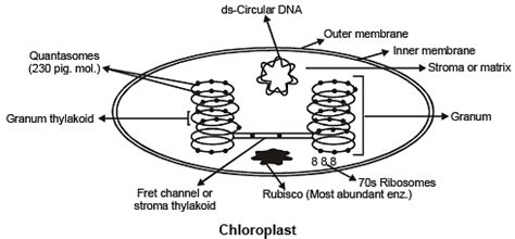 Mitochondria, Plastid, Ribosome and Cytoskeleton - Biology Class 11 ...