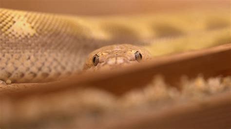 Image result for What a 15 Foot Python Can Do