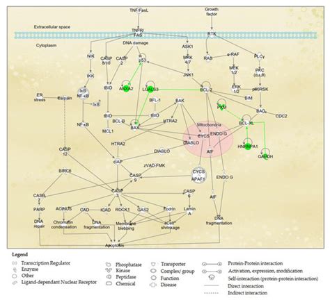 The In Vitro Anti-Cancer Activities and Mechanisms of Action of 9 ...