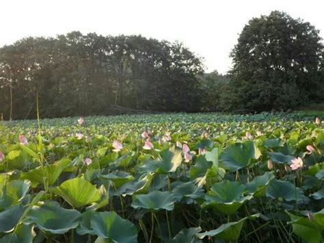 Lahijan Photos - Featured Images of Lahijan, Gilan Province - Tripadvisor