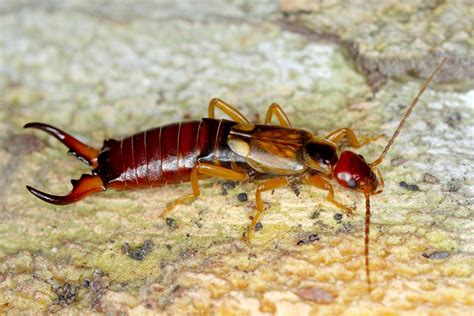 Are Earwigs Dangerous to Humans? | EcoGuard Pest Management