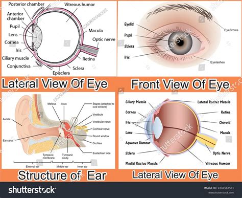 Structure Lateral View Eye Structure Ear Stock Illustration 2247563581 ...