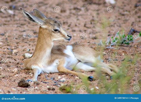 Image result for Baby Springbok