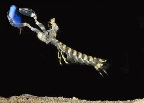 Predators Of Mantis Shrimp