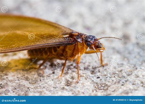 Termite And White Larvae Stock Photo | CartoonDealer.com #212415690