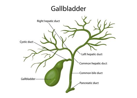 Premium Vector | Gallbladder human digestive system for anatomy vector ...
