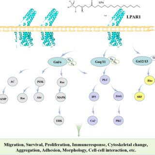 Image result for What Is LPAR