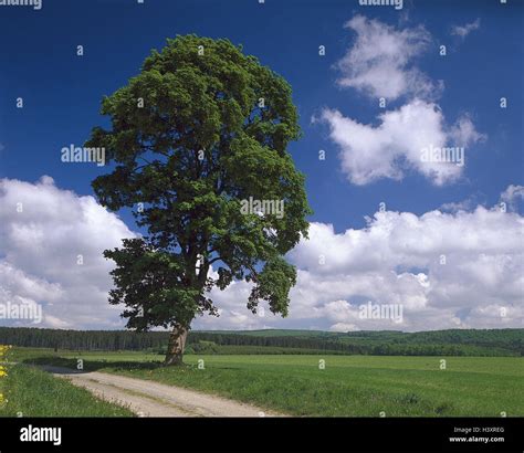 Maple, Acer spec., country lane, wood, Woleknhimmel, nature, scenery ...