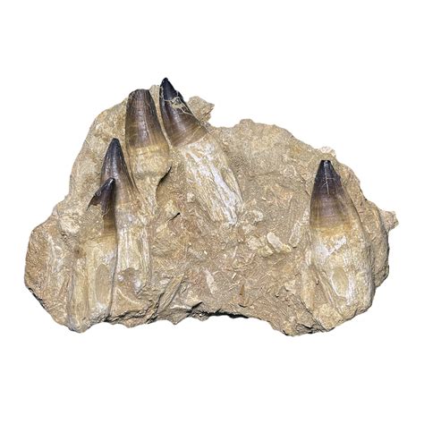 Mosasaurus Jaw – CrystalCaveIndia