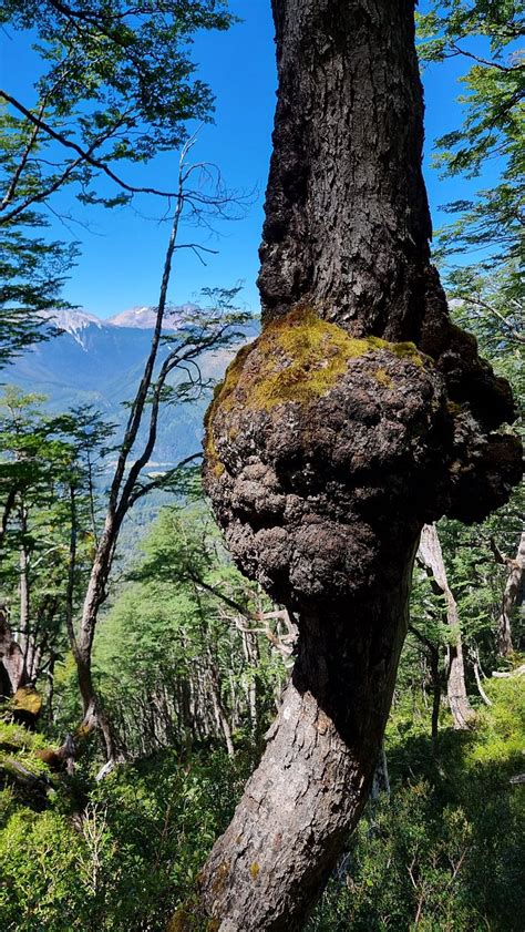 PEUMA LODGE PATAGONIA (Futaleufu) - Lodge Reviews, Photos, Rate ...