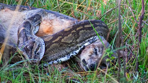 Image result for Swallowed Jackel Python