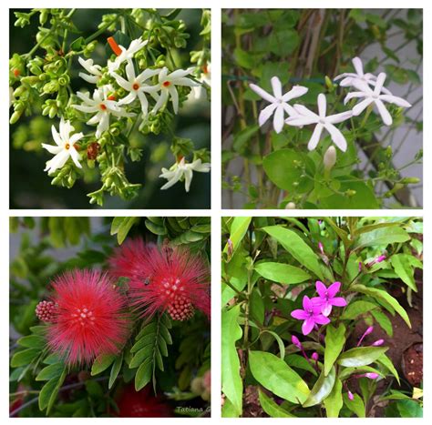 Set of 2 fragrant and 2 non-fragrant flowering plants - Har Shringar