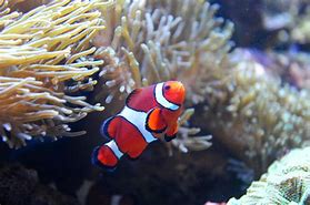 Image result for 咸水鱼 saltwater fishes