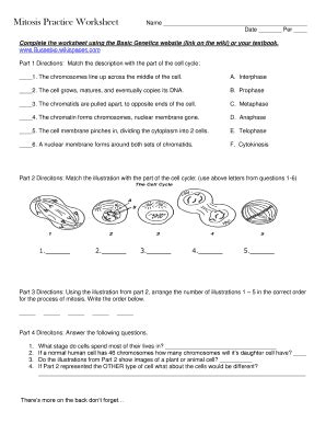 Mitosis Practice Worksheet - Fill and Sign Printable Template Online