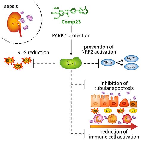 The DJ-1-Binding Compound Exerts a Protective Effect in Both In Vitro ...