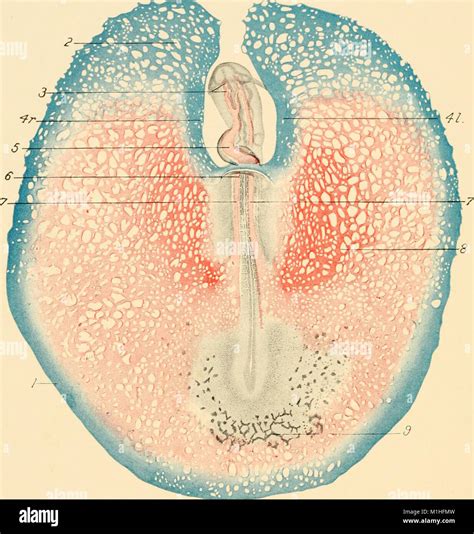 Color illustration depicting circulation in the embryo and yolk sac of a chicken egg, with ...