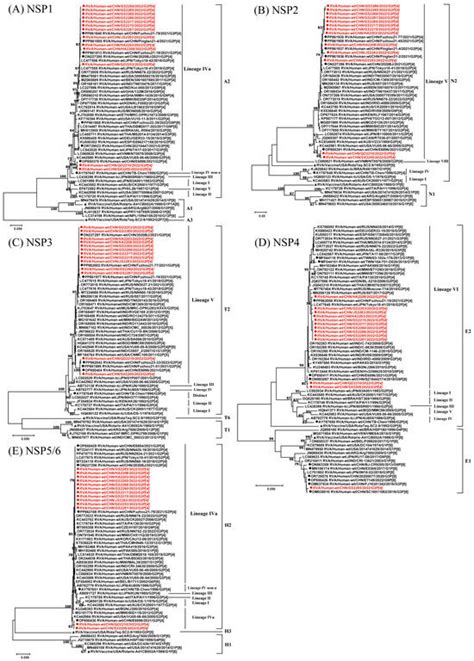 Whole-Genome Analysis of G2P[4] Rotavirus Strains in China in 2022 and ...