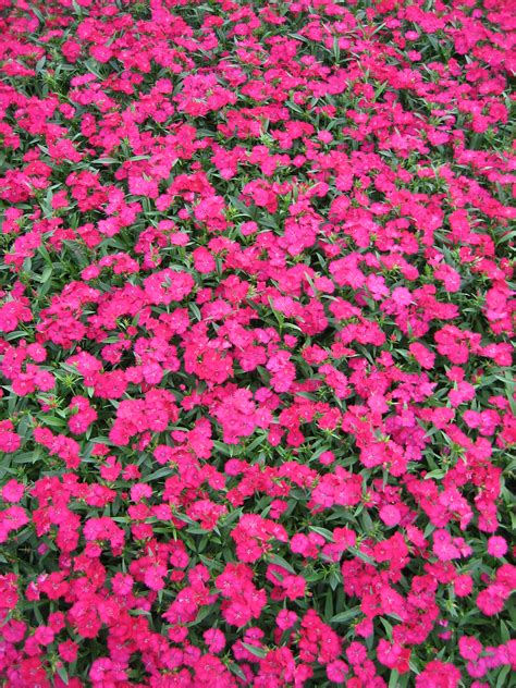 Dianthus Telstar Carmine Rose | Bloom-Masters