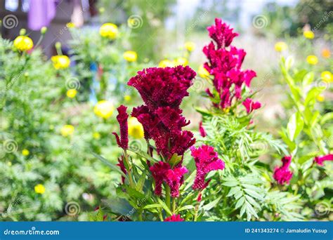 Cockscomb Flower or Celosia Cristata with Green Leaves Blooming in the ...