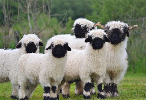 Valais Blacknose Sheep at Eagle Eye Farm: The World's Cutest Sheep