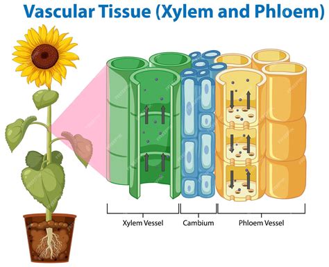 Diagrama que muestra el xilema y el floema del tejido vascular | Vector Gratis