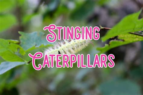 14 Stinging Caterpillars (Some Are Highly Poisonous)