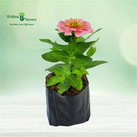 Zinnia Flower Plant - Pink