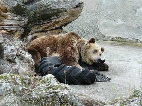 BOJNICE ZOO (2024) All You Need to Know BEFORE You Go (with Photos ...