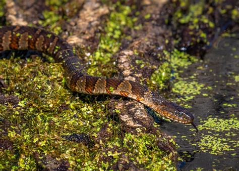 Common Snakes In Northern Wisconsin at JENENGE blog