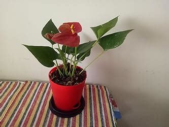 UGAOO Anthurium Red Live Plant with Self Watering Pot : Amazon.in ...
