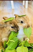 Image result for Cute Animals Bunny and Cat