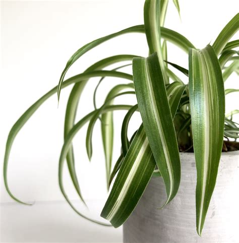 Spider Plant | 5 Reasons why it's a Must Have Indoor Plant - My ...