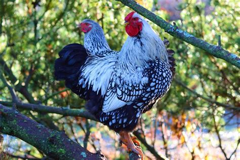 Silver Laced Wyandotte: Breed Profile, Facts & Pictures