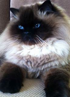 himalayan cats the himalayan cat the pets dialogue himalayan cats the himalayan cat the pets dialogue